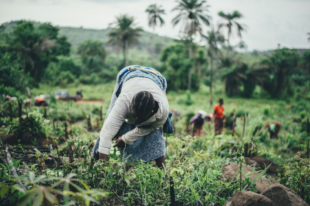 Women farming cassava - Agriculture and Food Systems